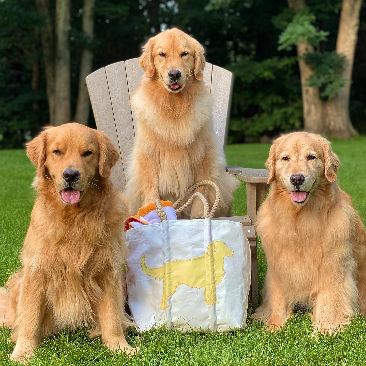 2個セット　Golden Retriever ゴールデンレトリバー12キロ Golden Retriever Medium Tote – Sea Bags