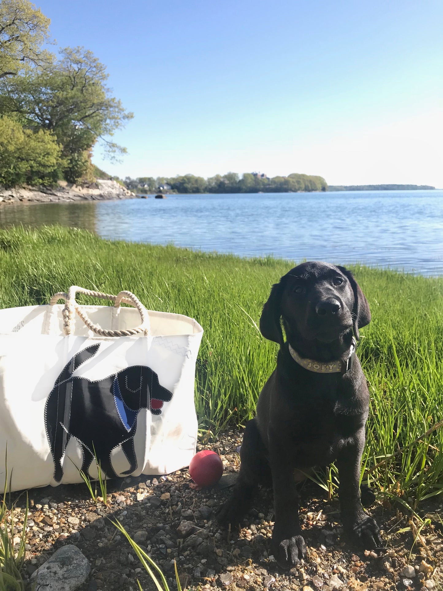 Black Lab Medium Tote