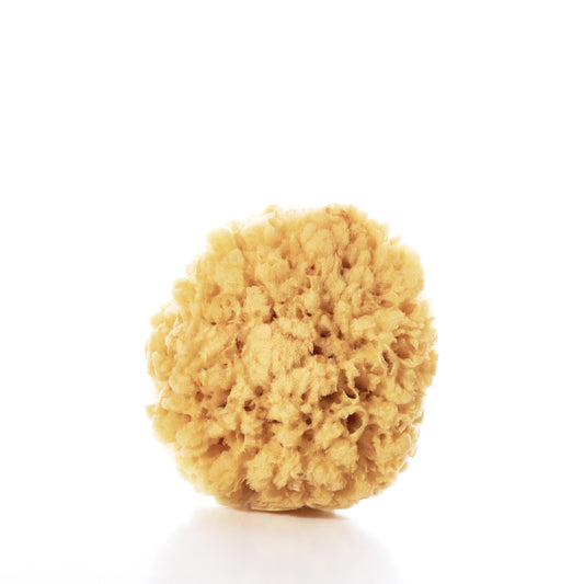 shore soap sponge