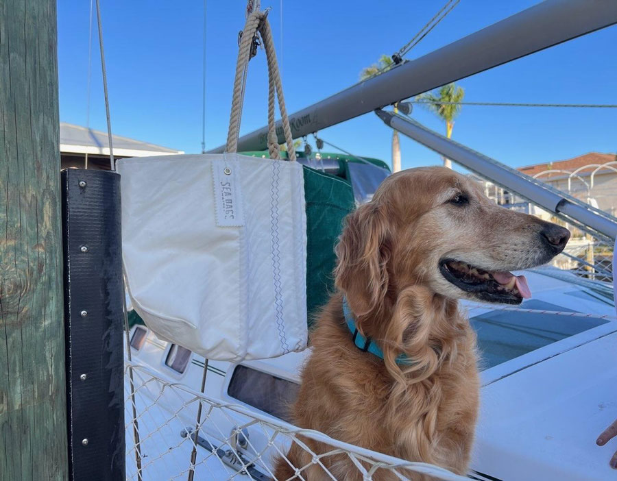 Gadbois dog Baxter on sail boat