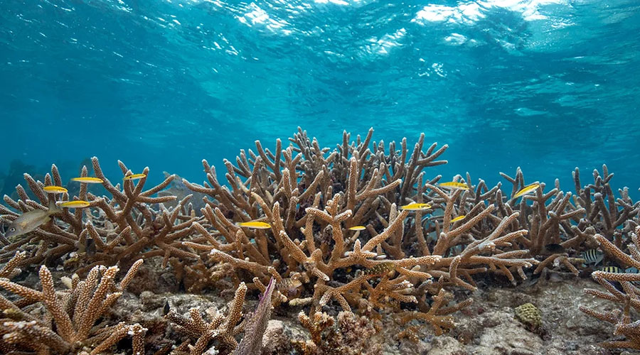 Underwater coral reef with fish swimming